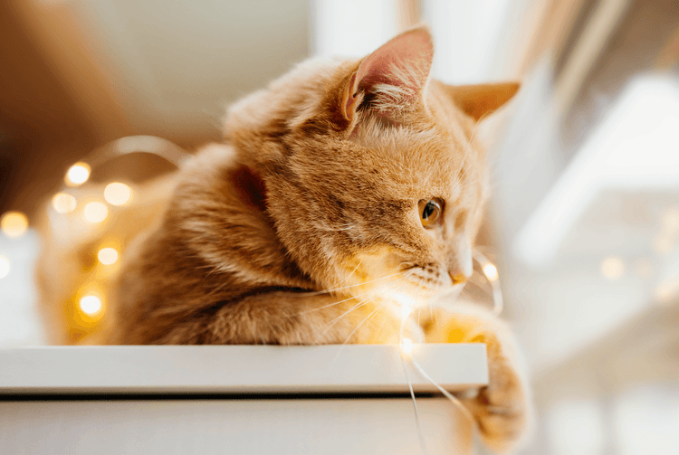 Lovely Animal |  Cat - DAYBLANC